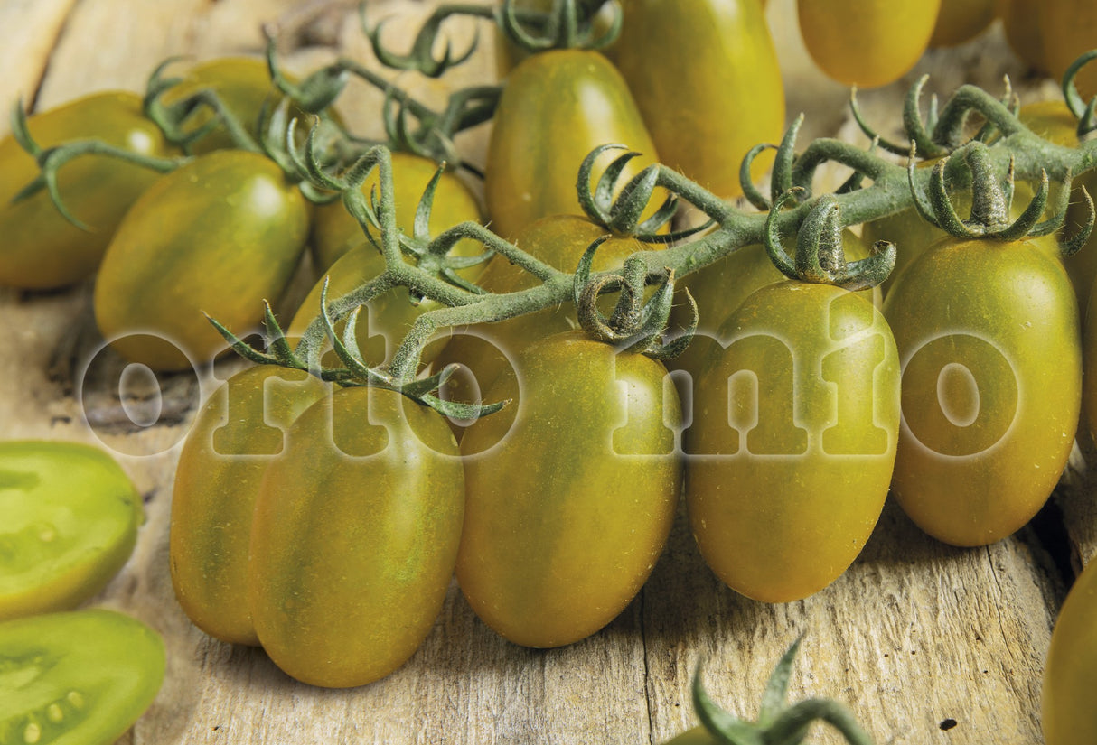 Pomodoro datterino verde (da palo) Mango F1 - vaschetta 6 piante o innestata