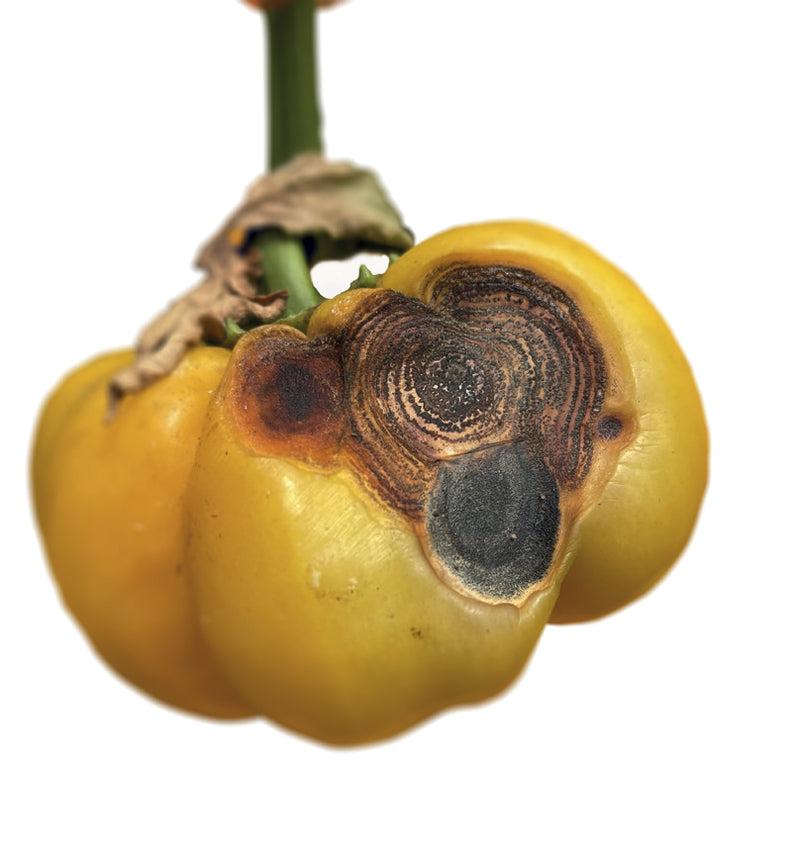 problem-antracnosi.jpg