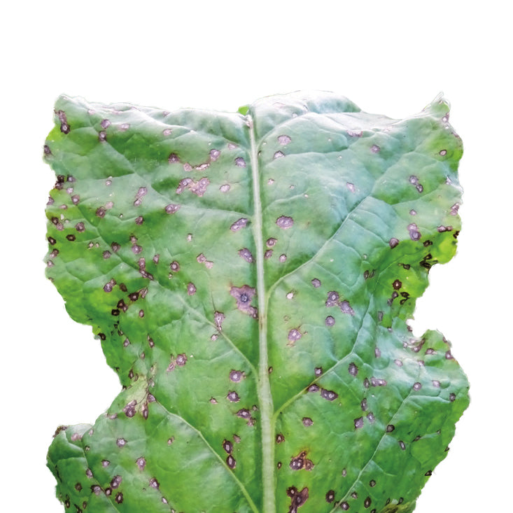 problem-cercosporiosi-bietola.jpg