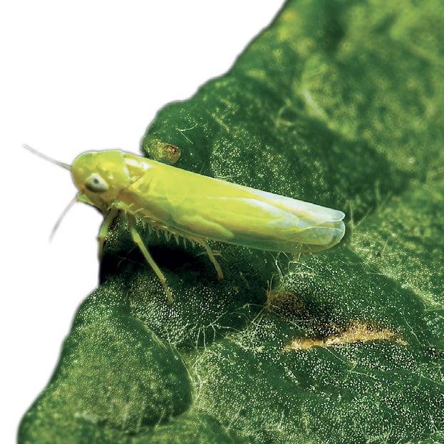 problem-cicalina-verde.jpg