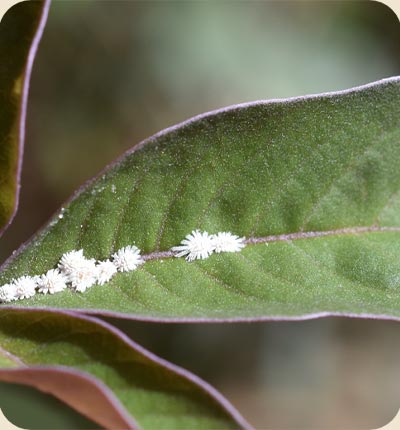 problem-cocciniglie.jpg
