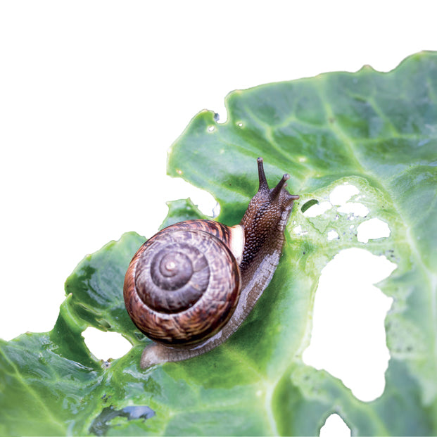 problem-lumache-limacce.jpg