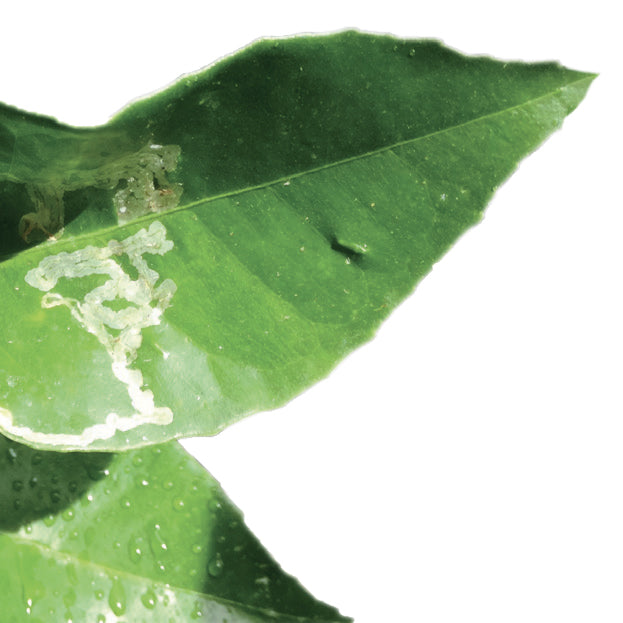 problem-minatrice-serpentina.jpg