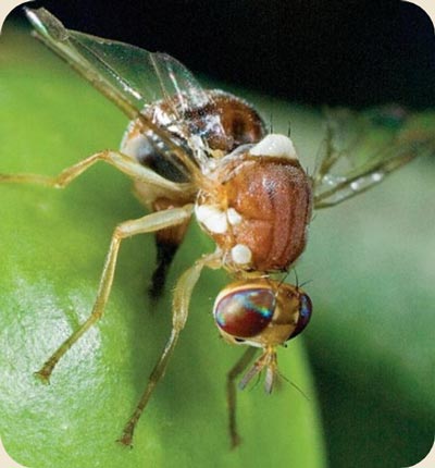 problem-mosca-olivo.jpg