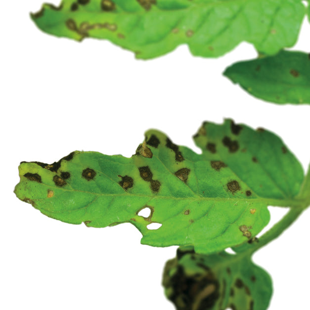 problem-septoriosi.jpg