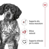 Royal Canin Moyen adulte