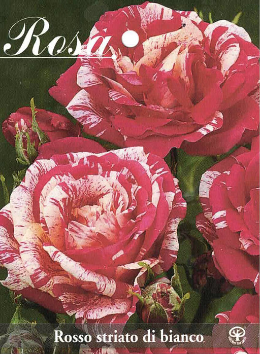 Rosa cespuglio Imperatore - Rosso Bianco - v.15 x 15 cm Apice piante