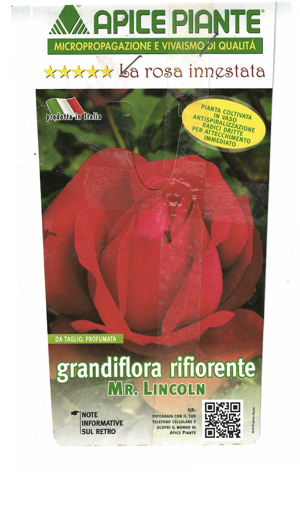 Rosa cespuglio Mr Lincoln - Rosso Violaceo - v.15 x 15 cm Apice piante