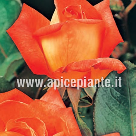 Rosa cespuglio Piccadilly - Fucsia Arancio - v.15 x 15 cm Apice piante