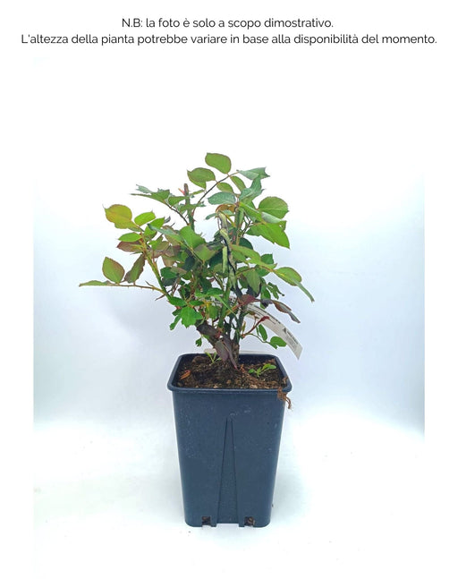 Rosa cespuglio Piccadilly - Fucsia Arancio - v.15 x 15 cm Apice piante