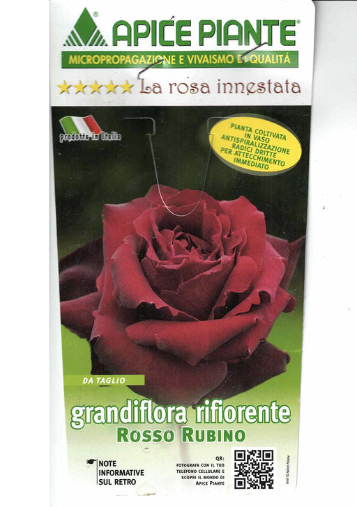 Rosa cespuglio Rosso Rubino - v.15 x 15 cm Apice piante