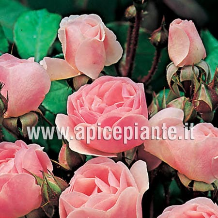 Rosa Polyantha Papillon Rose - Rosa - v.15 x 15 cm Apice piante