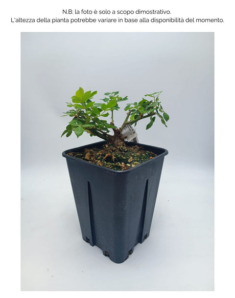 Rosa Polyantha Papillon Rose - Rosa - v.15 x 15 cm Apice piante