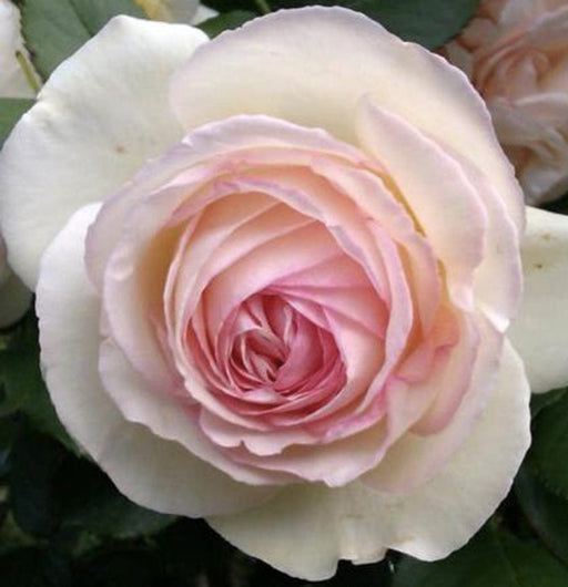 Rosa rampicante Bicolore Bianca e Rosa  - v.15 x 15 cm Apice piante