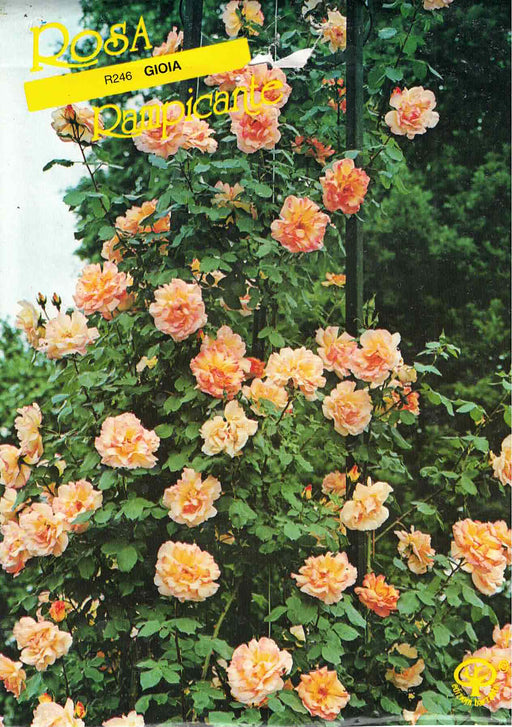 Rosa rampicante Gioia - Bicolore Rosa e Giallo - v.15 x 15 cm Apice piante