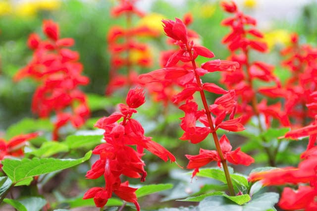 Salvia Splendida - v. 10 cm MillStore (3625604)