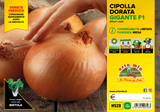 Cipolla Dorata Gigante - 12 piantine in vaschetta