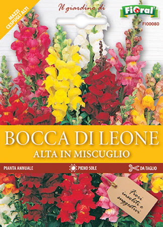 Semi Bocca DI Leone Alta In Miscuglio Fioral