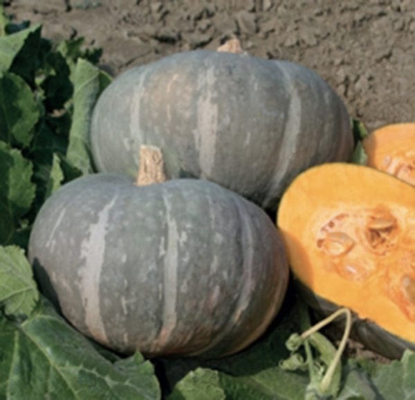 Semi di Zucca Giselle F1 (Cucurbita maxima) - L'Ortolano L'Ortolano (3401203)