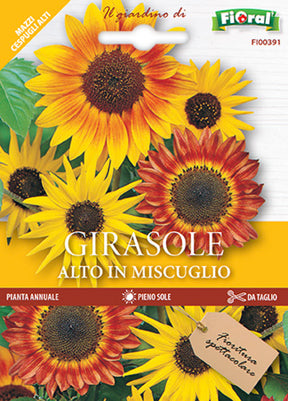 Semi Girasole Alto In Miscuglio Fioral