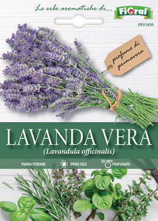 Semi Lavanda Vera Fioral