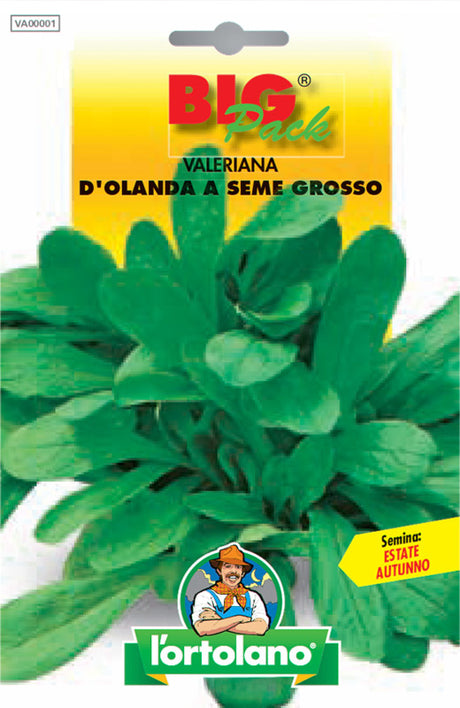 Semi Valeriana D’olanda A Seme Grosso L'Ortolano