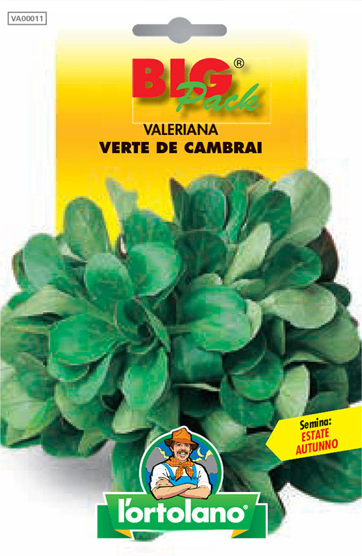 Semi Valeriana Verte De Cambrai L'Ortolano