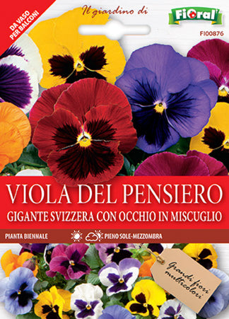 Semi Viola Del Pensiero Gigante Svizzera CON Occhio In Miscuglio Fioral