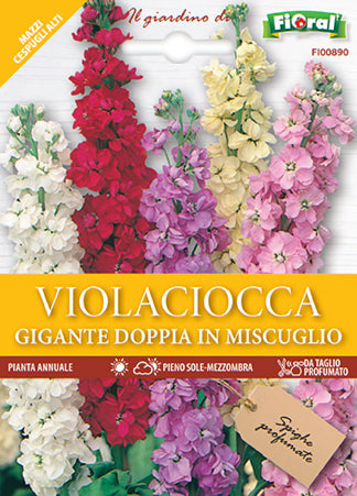 Semi Violaciocca Gigante Doppia In Miscuglio Fioral