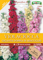 Semi Violaciocca Gigante Doppia In Miscuglio Fioral