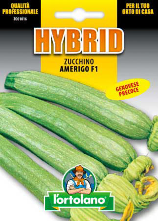 Semi Zucchino Amerigo F1 L'Ortolano