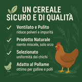 Orzo intero in acini per Polli e Galline