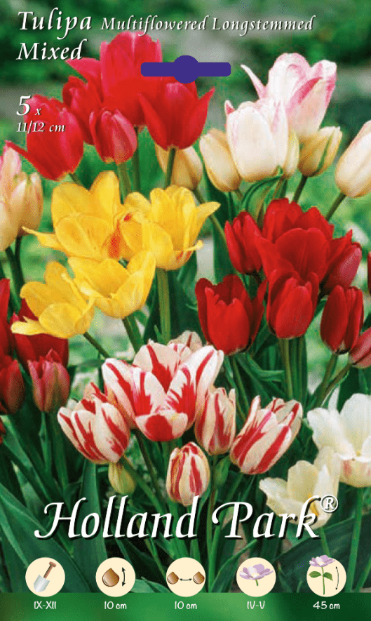 Tulipani Multiflowered Longstemmed Mixed - 5 bulbi Fioral (4050539)