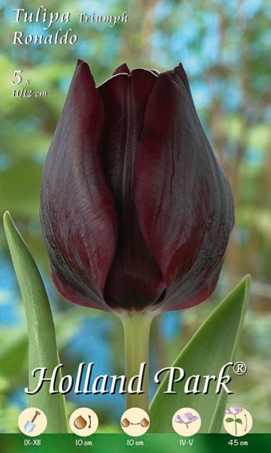 Tulipani Triumph Ronaldo - nero - 10 bulbi Fioral (4050541)