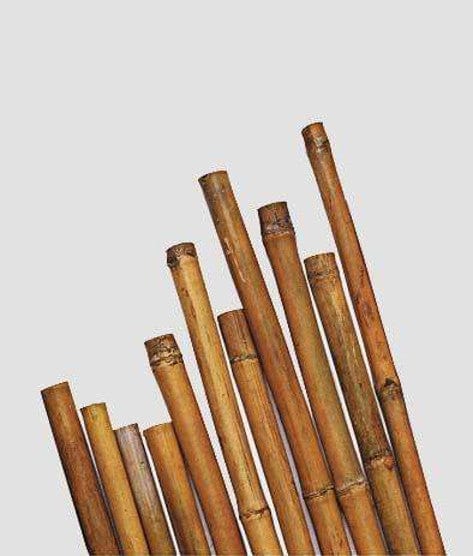 Tutori reggipiante canne di bamboo naturali sostegno ortaggi pomodori - Ø Mm.20/22 - Altezza 210 cm 1 canna MillStore