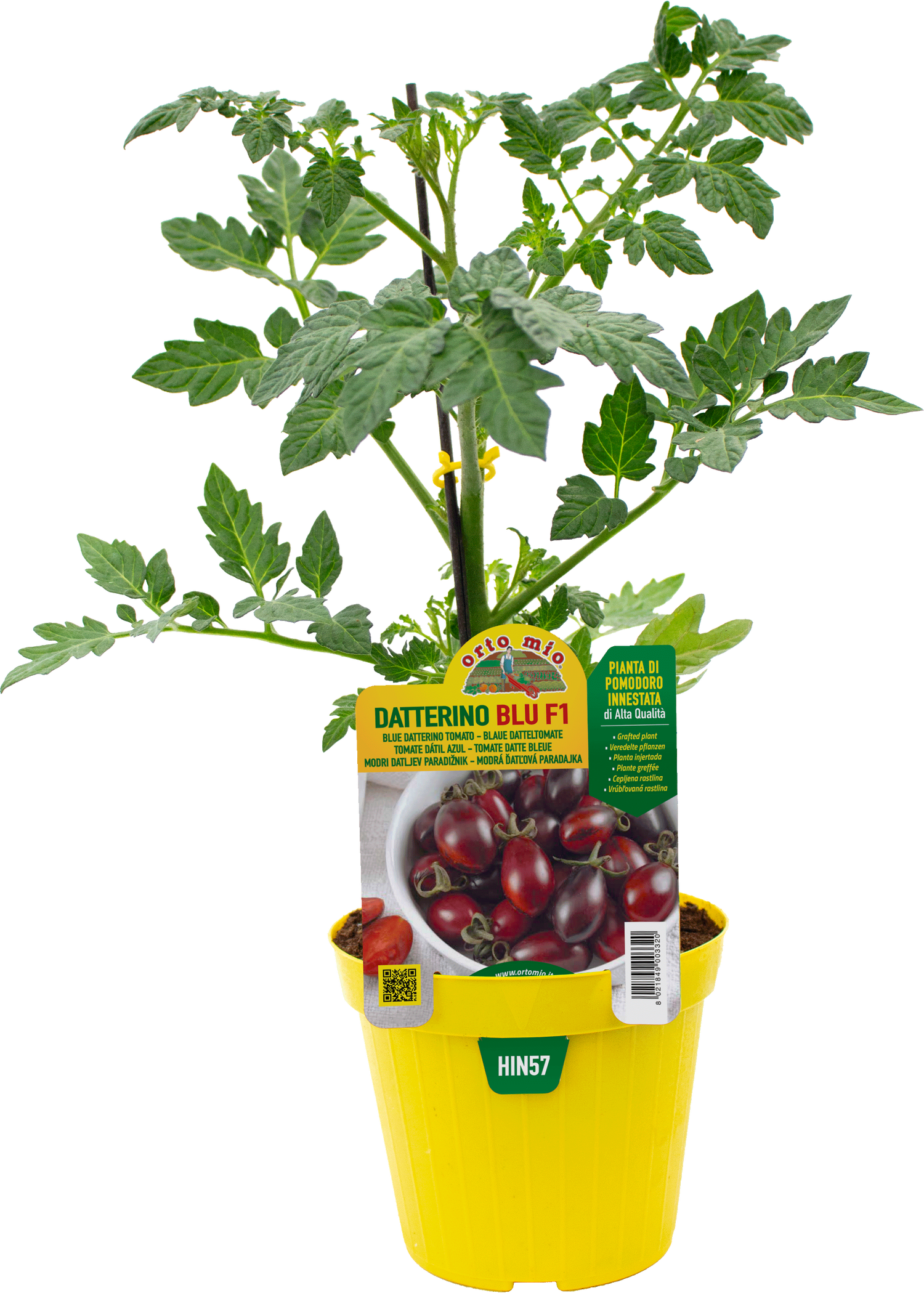 Pomodoro Datterino (da palo) Blu var. Candy F1 - 2 formati disponibili