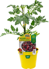 Pomodoro Datterino (da palo) Blu var. Candy F1 - 2 formati disponibili