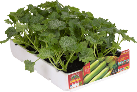 Zucchino Chiaro Genovese var. Cigno F1 - vaschetta 4 piante - Orto Mio