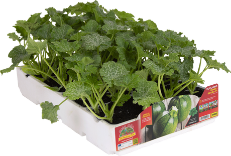 Zucchino Tondo scuro var. Jupiter F1 (resistente a virus e Oidio) - vaschetta 4 piante - Orto Mio