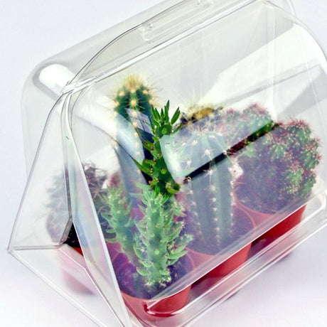 Confezione per trasportare 6 piante in vasi KUMA ø5,5cm - Cartone da 180 pz