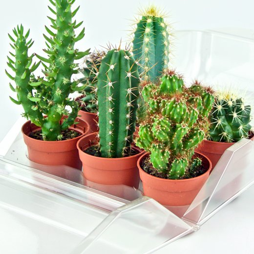 Confezione per trasportare 6 piante in vasi KUMA ø5,5cm.
