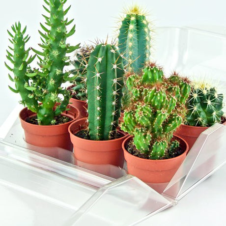 Confezione per trasportare 6 piante in vasi KUMA ø5,5cm - Cartone da 180 pz