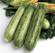 Zucchino Leopard F1 Special - (SAT 18641) - L'Ortolano L'Ortolano (3401204)