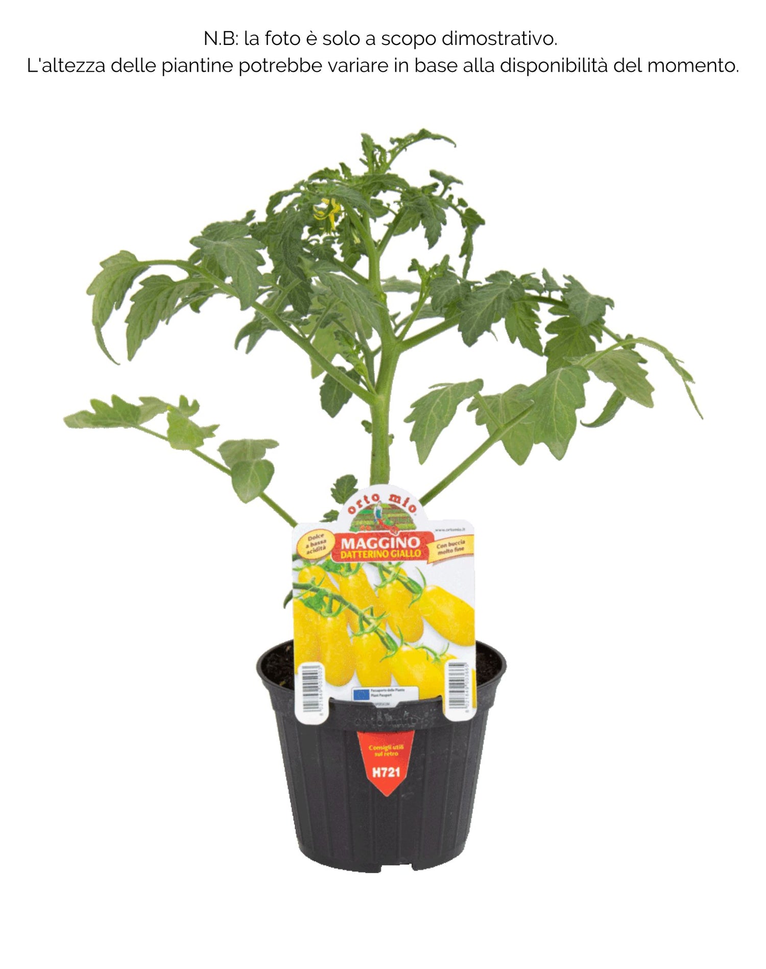 Piante Di Cucamelon - Pack Da 2 Piantine Pronte Per Trapianto, Per Orto E Balcone, Vivaio Italiano - Foto 6