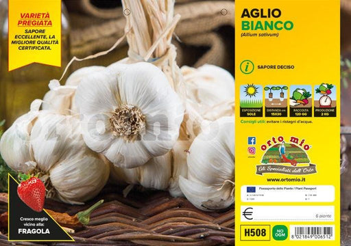 Aglio bianco Garcua - 6 piante - Orto Mio Orto Mio (2491735)