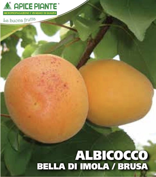 Albicocco Bella d'Imola o Brusa - v. 20 cm - Apice Piante Apice piante (2491768)