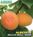 Albicocco Bella d'Imola - Vaso 24 cm - Apice Piante Apice piante