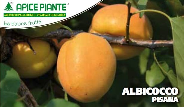 Albicocco Pisana tardiva Autofertile - v. 20 cm - Apice Piante Apice piante (2491771)