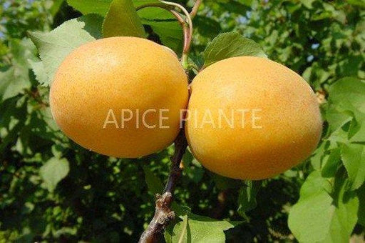 Albicocco Sungiant Goldrich - v. 24 cm - Apice Piante Apice piante (2491773)