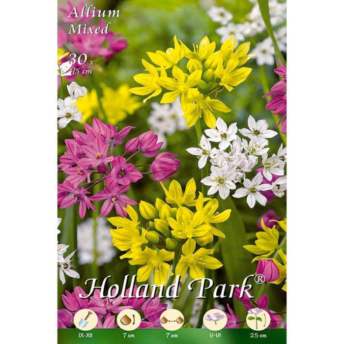 Allium Mixed - Confezione 30 Bulbi Fioral
